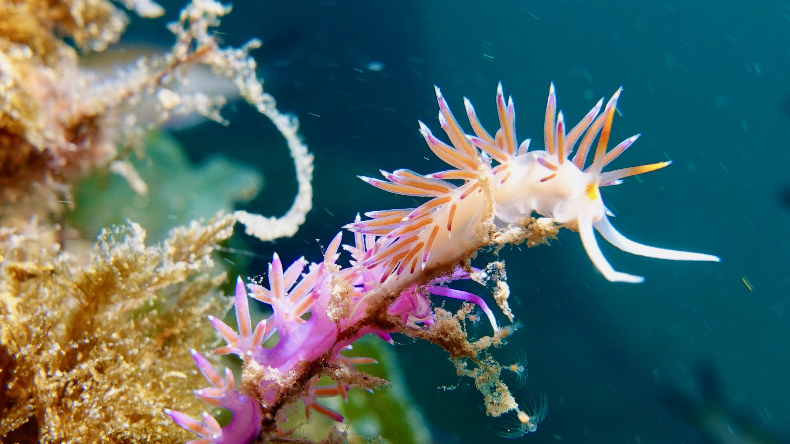 Cratenia Peregrine Nudibranch