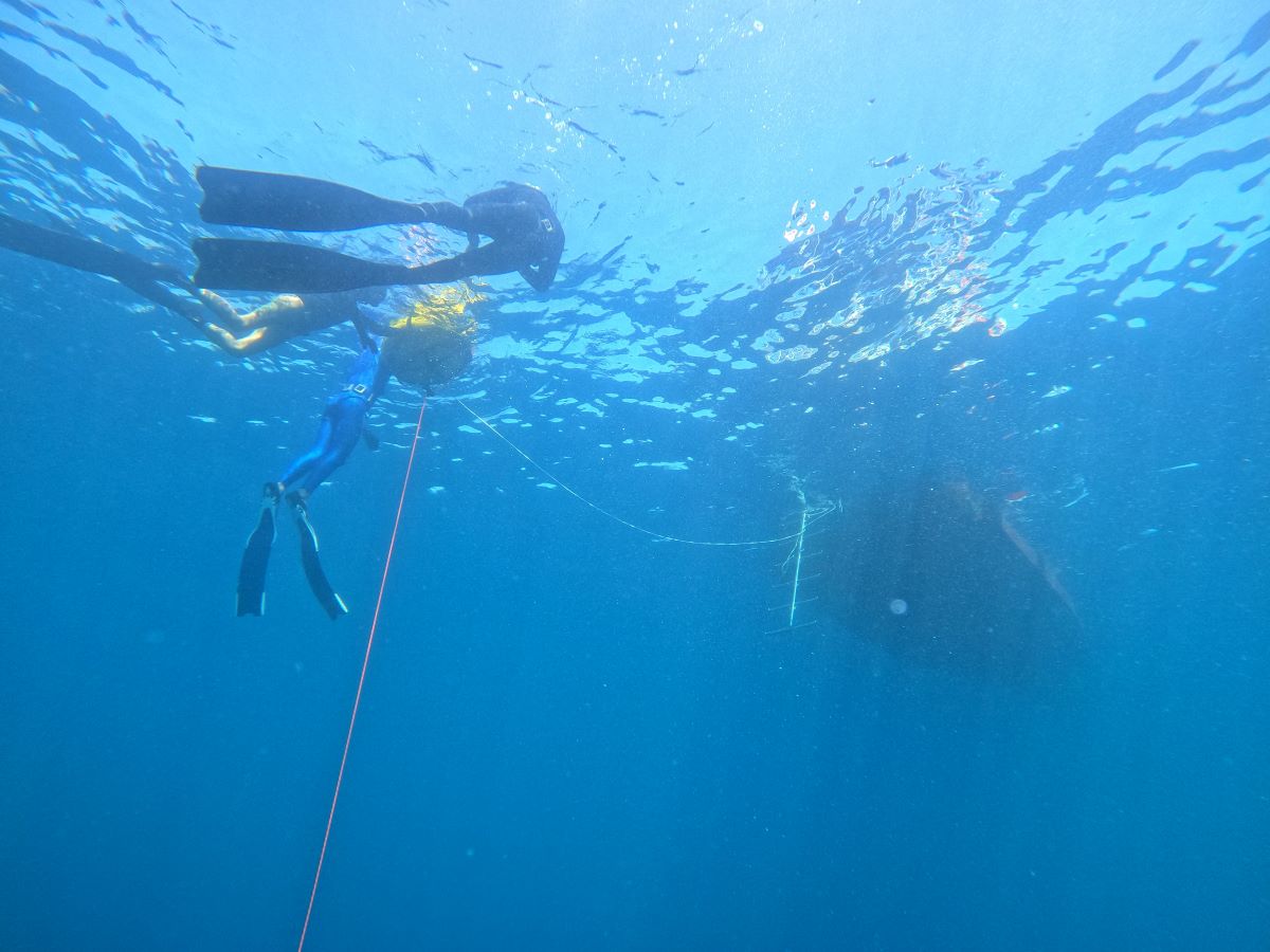 Free Diving trips