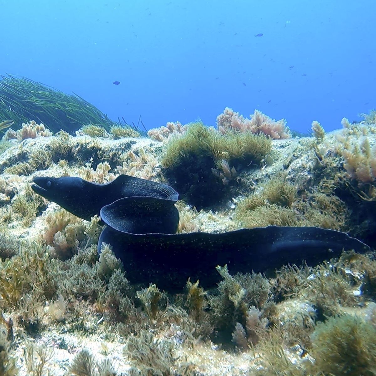 Statue of Christ and St. Paul’s Reef